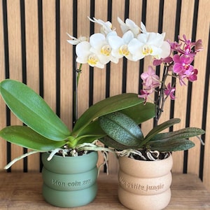 Peut inclure: Deux orchidées en pot dans des cache-pots en céramique côtelés. Le pot de gauche est vert sauge avec le texte "Mon coin zen" et contient une orchidée blanche. Le pot de droite est beige avec le texte "Ma petite jungle" et contient une orchidée rose.