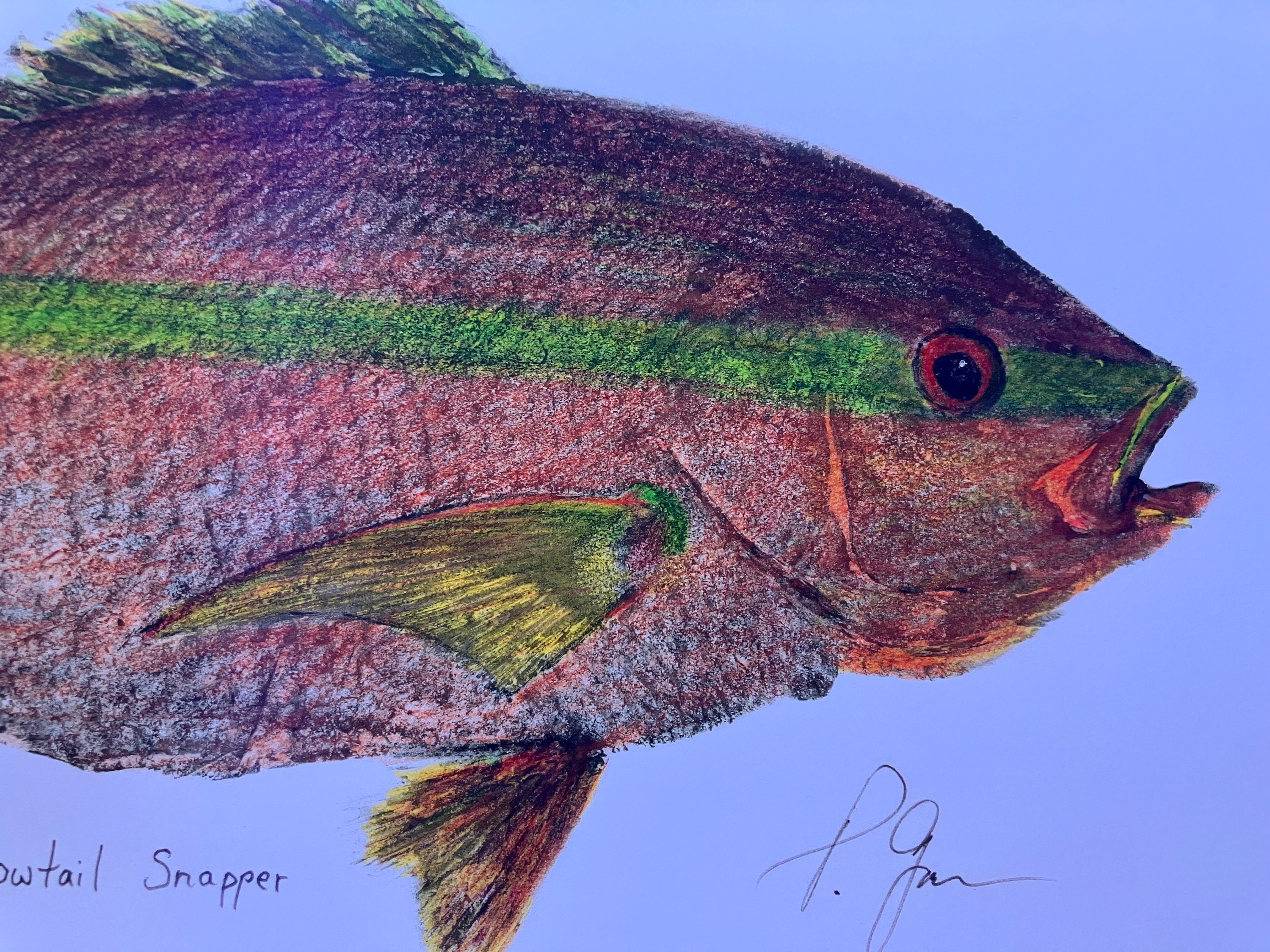 Yellowtail Snapper Drawing Yellowtail Snapper Gyotaku Fish Rubbing Print Hand Colored - Etsy