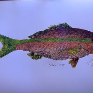 Yellowtail Snapper Gyotaku Fish Rubbing Print Hand Colored