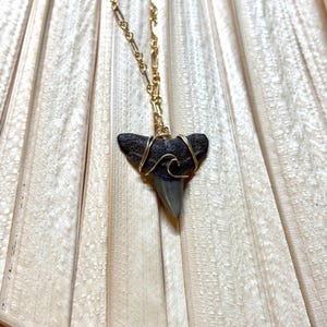 May include: A gold chain necklace with a fossilized shark tooth pendant. The shark tooth is dark gray and tan, wrapped in gold wire. The chain is a delicate gold link style, creating a unique jewelry piece.