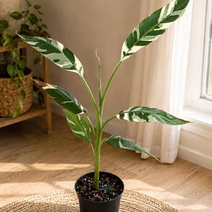 Musa florida variegated - Etsy 日本