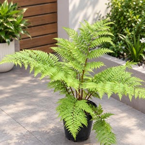 Puede incluir: Una planta de helecho de color verde vibrante con frondas delicadas y plumosas que se extienden desde un tallo central. La planta está en una maceta de vivero negra sencilla, mostrando patrones de hojas intrincados y un tono fresco.
