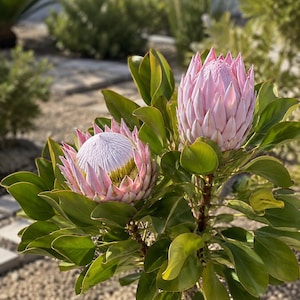 Puede incluir: Dos grandes flores de Protea rey de color rosa pálido con brácteas puntiagudas y superpuestas que rodean un centro texturizado en forma de cúpula. Las flores están sostenidas por tallos robustos y rodeadas de hojas ovaladas de color verde oscuro, gruesas y brillantes.