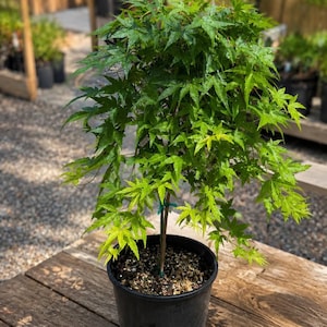 Può includere: Un piccolo acero giapponese con foglie palmate, profondamente lobate e di un verde vibrante. L'albero ha un tronco marrone sottile sostenuto da un tutore verde ed è piantato in un vaso da vivaio nero riempito di terriccio scuro e umido.