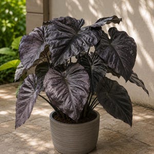 コロカシア　フォレストサンレイズ Colocasia black - Etsy 日本