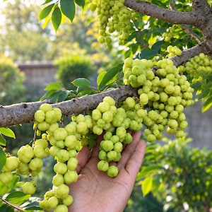 Op de afbeelding: Een tros kleine, ronde, lichtgroene stervruchten hangend aan een houtachtige boomtak. Het fruit zit dicht op elkaar in trossen met een geribbelde textuur. De lichtgroene schil van het fruit contrasteert met de bruine schors van de tak.