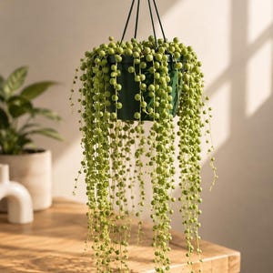 May include: A string of pearls plant with small, round, light green succulent leaves cascading from a dark green plastic hanging pot. The plant features long, trailing stems densely covered in bead-like foliage, suspended by a black plastic hanger.