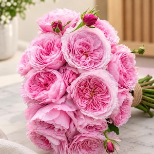 Peut inclure: Un bouquet composé de nombreuses roses de jardin rose clair aux pétales denses et froncés. Les fleurs sont disposées en un groupe arrondi, attachées au niveau des tiges par une simple ficelle beige. Quelques petits boutons rose foncé.