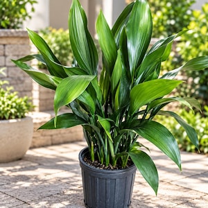 May include: A lush cast iron plant with long, pointed, deep green leaves growing from a black plastic nursery pot. The plant features multiple upright stems and broad, glossy foliage that radiates outward from the centre of the container.