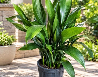 Grote ijzerplant | Aspidistra elatior | 25 cm pot, levende kamerplant | verdraagt ​​weinig licht | blad