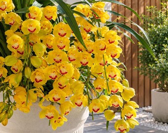 Peut inclure: Une grande plante en pot composée de nombreuses orchidées cymbidium jaune vif avec des centres rouge foncé. Les fleurs poussent en grappes denses et retombantes sur de longues tiges vertes, sortant d'un pot cylindrique texturé de couleur claire.