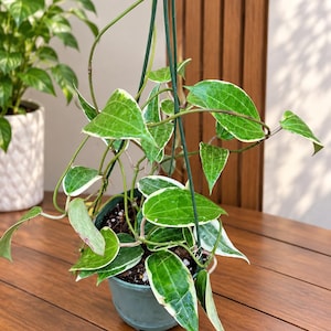 Op de afbeelding: Een Hoya carnosa variegata plant met glanzende, hartvormige groene bladeren met crèmewitte randen. De plant staat in een donkergroene plastic hangpot met dunne groene steundraden die vanaf de rand omhoog lopen.