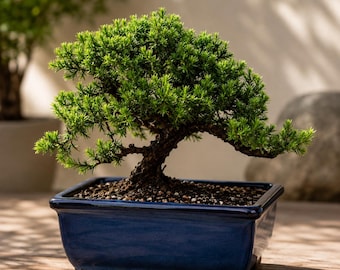 10-Year-Old Juniper Bonsai Tree | Mature Specimen, Live Plant Gift