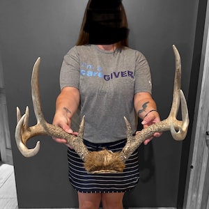 May include: A large set of light brown deer antlers featuring a textured, bony surface and multiple points on each side. The base of the antlers is covered in a patch of coarse, dark brown fur, connecting the two sides into a single, wide structure.