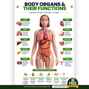 May include: An educational poster titled BODY ORGANS & THEIR FUNCTIONS featuring a central human figure with visible internal organs. Surrounding text labels and illustrations describe the brain, heart, lungs, stomach, liver, intestines, pancreas, bladder, and reproductive organs, with a bottom section detailing body system connections.