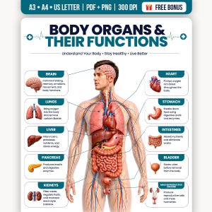 May include: An educational poster titled BODY ORGANS & THEIR FUNCTIONS featuring a central anatomical diagram of a human torso with internal organs highlighted. Labels and text boxes describe the brain, heart, lungs, stomach, liver, intestines, pancreas, bladder, and male reproductive organs with their specific biological roles.