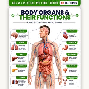 Op de afbeelding: Een educatieve poster getiteld BODY ORGANS & THEIR FUNCTIONS met een centrale menselijke anatomische figuur met lijnen die wijzen naar specifieke organen, waaronder de hersenen, het hart, de longen, de maag, de lever, de darmen en de nieren.