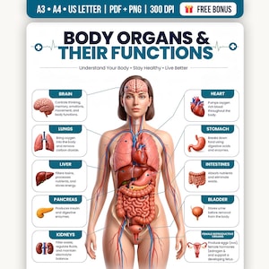 Puede incluir: Un póster educativo titulado BODY ORGANS & THEIR FUNCTIONS que muestra una figura humana central con órganos internos. Los cuadros de texto describen el cerebro, corazón, pulmones, estómago, hígado, intestinos, páncreas, vejiga y órganos reproductores femeninos con sus funciones biológicas.