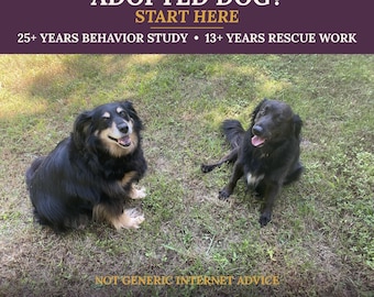 New Rescue and Adopted Dog Guide: First 90 Days, Training & Decompression - Real Experience, Not Internet Advice