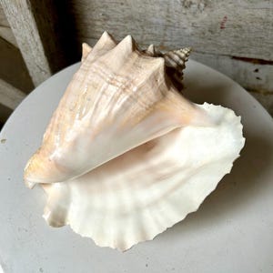 Op de afbeelding: Een grote, lichtroze schelp met een glad, getextureerd oppervlak. De schelp heeft een puntige punt en een brede, uitlopende opening.