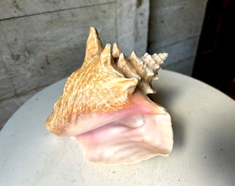 large conch shell pink natural sea shell