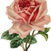 Rosalie