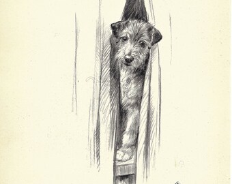 TERRIER Dog Print, Puppy Print, Art Print, Home Decor, Paper Ephemera, Book Plate, Antique Illustration, Wall Decor, A-9