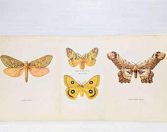 Vintage Moth Print, Original Set of 3 Butterfly Art Print, Lithogragh Home Decor, Natural History, Illustration to Frame, entomolgy, a-1