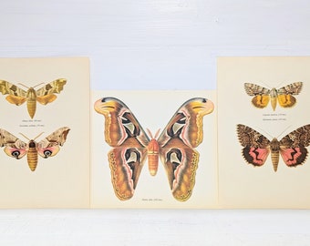 Vintage Moth Print, Original Set of 3 Butterfly Art Print, Lithogragh Home Decor, Natural History, Illustration to Frame, entomolgy, a-1