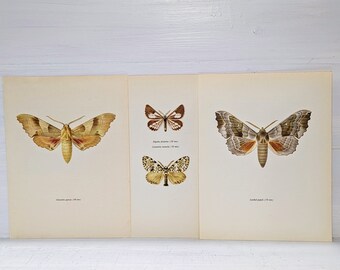 Vintage Moth Print, Original Set of 3 Butterfly Art Print, Lithogragh Home Decor, Natural History, Illustration to Frame, entomolgy, a-1