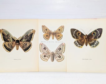 Vintage Moth Print, Original Set of 3 Butterfly Art Print, Lithogragh Home Decor, Natural History, Illustration to Frame, entomolgy, a-1