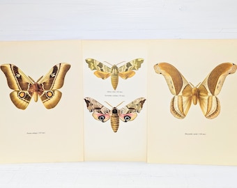 Vintage Moth Print, Original Set of 3 Butterfly Art Print, Lithogragh Home Decor, Natural History, Illustration to Frame, entomolgy, a-1