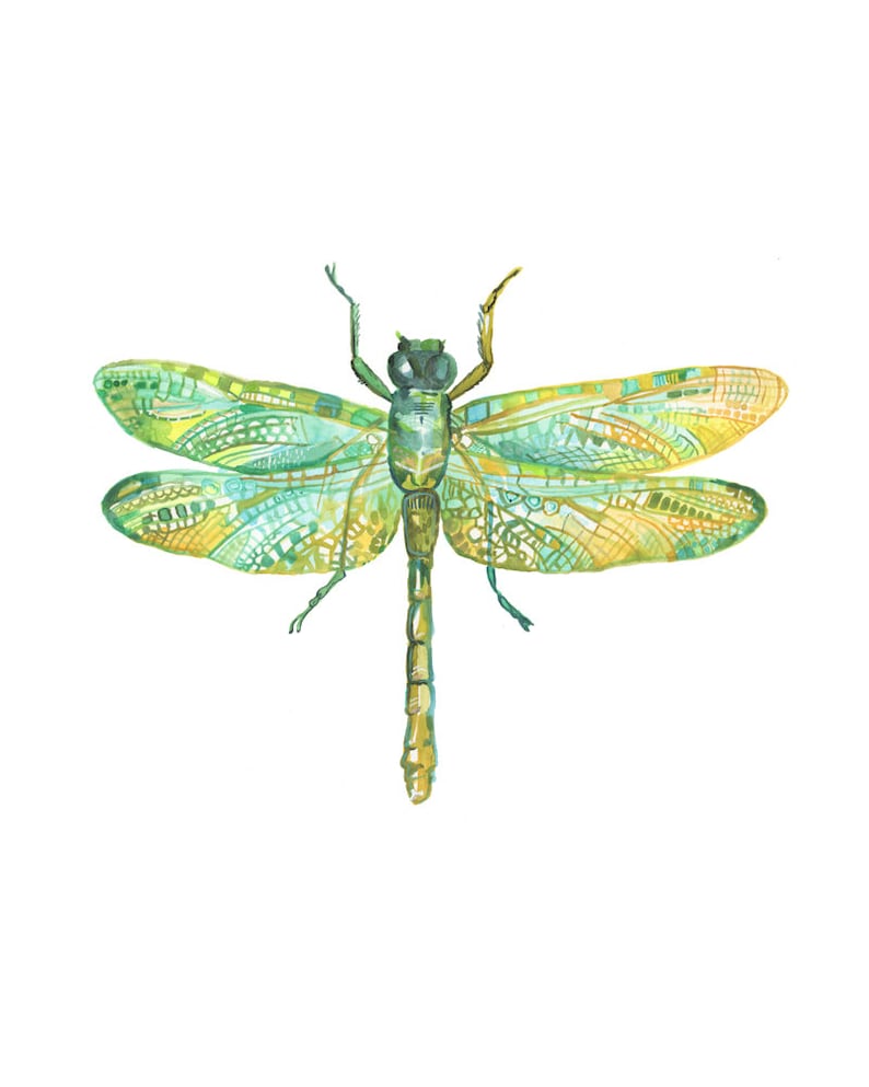 Dragonfly Art Print Illustration Watercolor Insect Etsy
