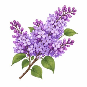 Puede incluir: Una ilustración botánica de una rama de lila con racimos de pequeñas flores de color púrpura y lavanda de cuatro pétalos. La rama incluye varias hojas de color verde oscuro en forma de corazón y tallos marrones, mostrando una densa disposición.