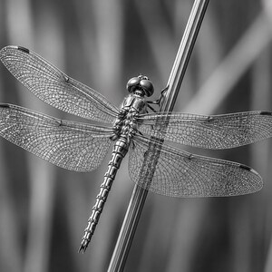 Puede incluir: Una fotografía en blanco y negro de una libélula posada sobre un tallo fino y vertical. El insecto muestra una intrincada venación alar translúcida, un cuerpo segmentado y grandes ojos compuestos, capturados con detalle sobre un fondo difuso.