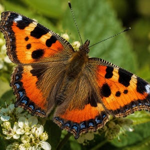 May include: A small tortoiseshell butterfly with vibrant orange wings featuring black spots and dark brown markings. The wing edges display a scalloped pattern with small blue and white accents. Two thin antennae extend from the head.