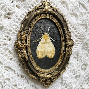 Vintage style insect wall decor with hand-painted moth and bronze finished epoxy frame.