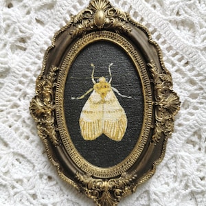 Small handmade moth plaque painted with acrylics on plywood for gothic and nature-inspired home decor.