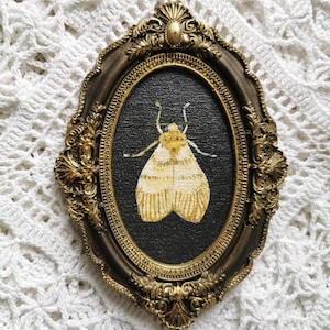 Handmade gothic moth wall art with antique bronze frame ready to hang.