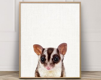 Sugar Glider Print, Sugar Glider Photo, Australian Animals Photography, Cute Animals Print, Baby Shower Wall Art, Kids Room Nursery Decor