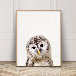 May include: A close-up of a brown and white owl with yellow eyes. The owl is looking directly at the camera. The background is a white canvas.