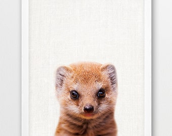 Baby Mongoose Etsy