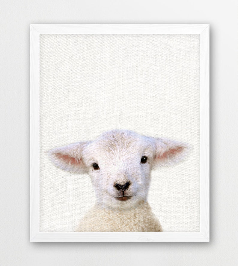 Sheep Lamb Print Farm Animals Photography Cute Baby Sheep 