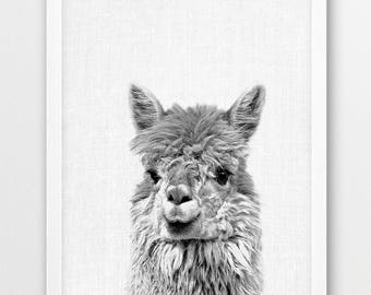 Llama Print, Black and White Alpaca Photography, Nursery Art (Digital Download)