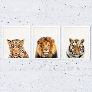Lion Print, Lion Photo, Safari African Animals Photography, Lions ...