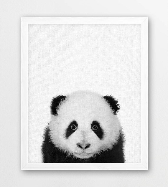Panda Print Cute Baby Panda Bear Photo Print Woodlands Etsy