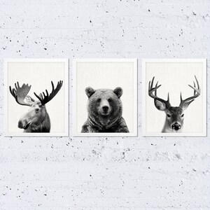 May include: Three black and white framed prints of animal portraits. The prints feature a moose, a bear, and a deer.
