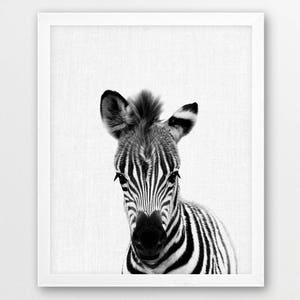 Zebra Print, Safari African Savanna Photo, Nursery Wall Art, Black White Photography, Baby Zebra Foal Photo Print, Kids Room Printable Art
