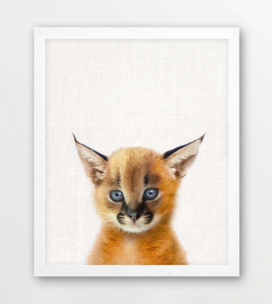 Mini - Ausgabe“ vom CARACAL!  Baby animals, Cute baby animals