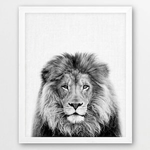 May include: Black and white photograph of a lion's face. The lion has a thick mane and is looking directly at the camera.